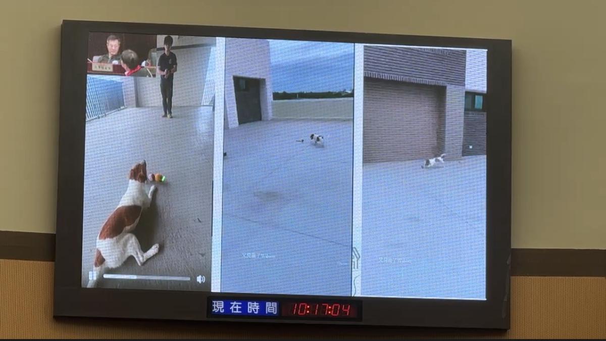 英雄搜救犬Wilson墜樓身亡!花蓮消防局亮證明駁虐犬