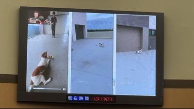 英雄搜救犬Wilson墜樓身亡!花蓮消防局亮證明駁虐犬
