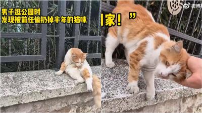 有片/遭前任棄養半年!陸男公園重逢愛貓 牠秒認出主人惹哭網友
