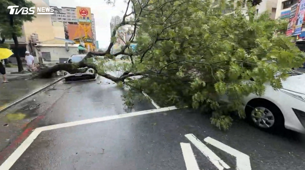 同樣承受不住大雨侵襲的,前鎮區保泰路,路樹突連根拔起砸車!高雄駕駛停紅燈遇劫(圖/TVBS)