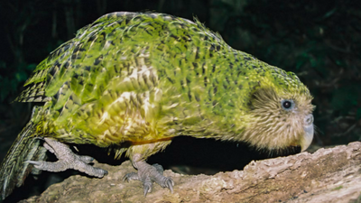全球最重「不會飛的鸚鵡」kākāpō 紐西蘭75年來首破300隻
