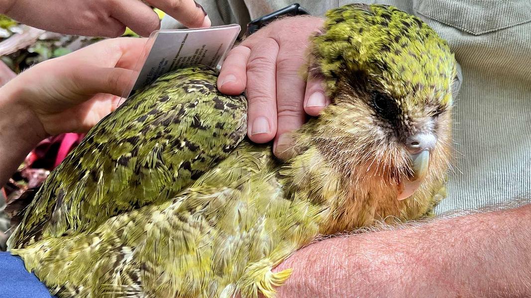 紐西蘭「鴞鸚鵡」復育成功。(圖片:Department of Conservation (NZ))