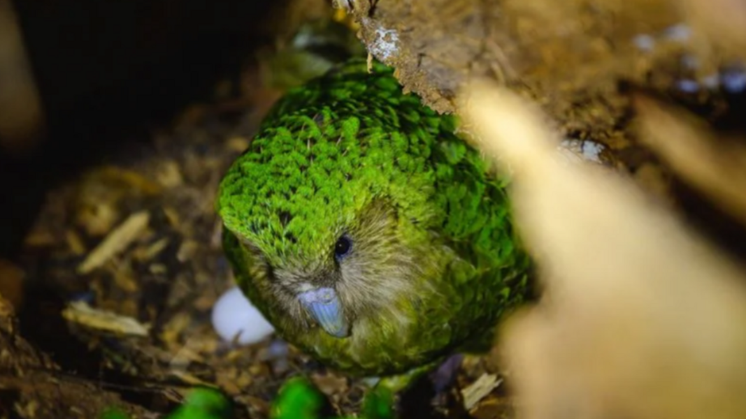 紐西蘭「鴞鸚鵡」復育成功。(圖片:Department of Conservation (NZ))