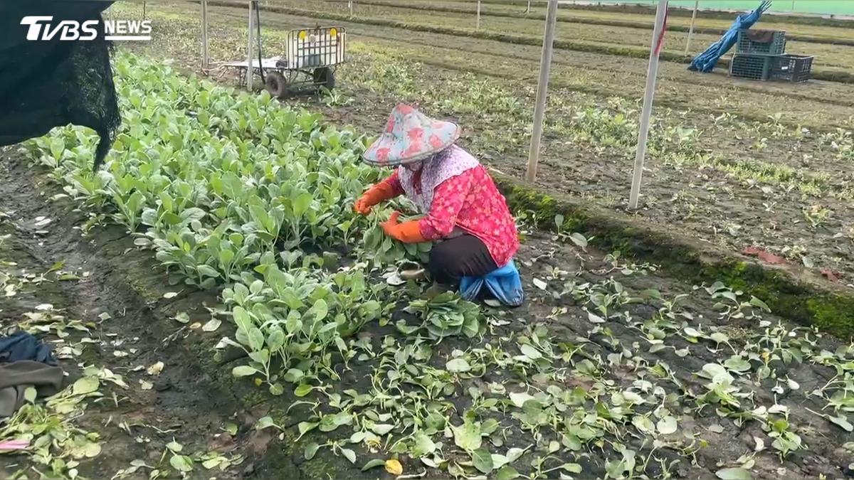 豪雨農損逾2.3億! 小白菜、油菜批發價漲約3成