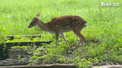小鹿翹家害慘主人! 飼主發起「動森任務」尋找還挨罰
