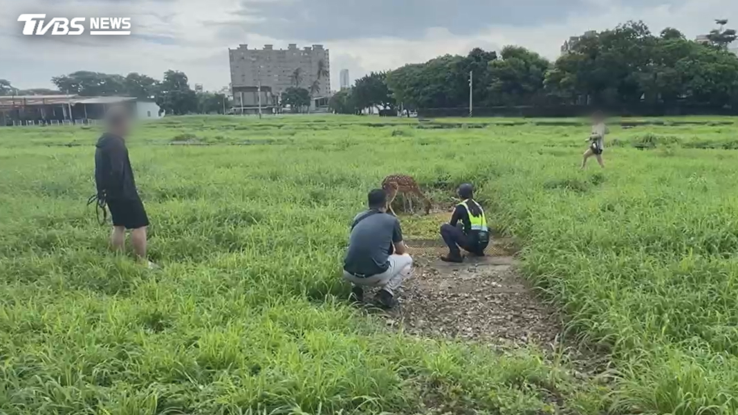 小花跑到二聖路與凱旋路口,立刻前往展開捕鹿行動,在一陣你追我跑後(圖/TVBS)