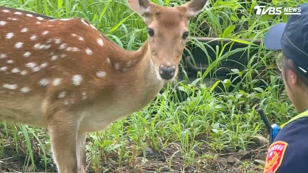 梅花鹿偷跑出門在路上亂竄的行為,飼主可能觸犯動保法及道路交通管理處罰條例等相關規定(圖/TVBS)