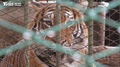 生態公園血案「印度虎咬死人」!除草工爬圍欄逃命 遭拖下撕扯亡