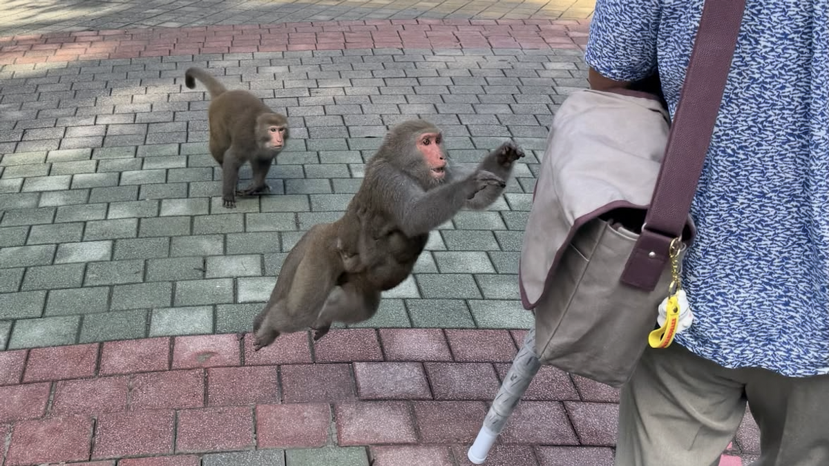 中山大學「猩球崛起真實版」新鮮人遭飛撲 獼猴特戰隊外牆垂降