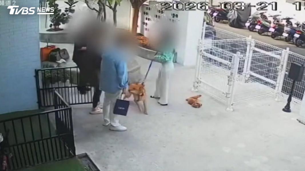 貴賓狗跳跳送寄宿10分鐘傳死訊,飼主控業者隱瞞有監視器。(圖/TVBS)