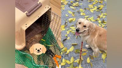 心碎!攜愛犬搭機「再見已成遺體」 飼主淚控大韓航空:還我真相
