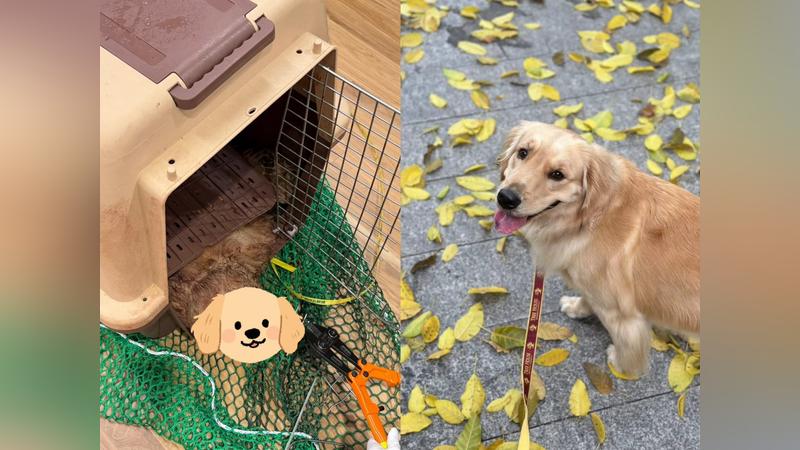 飼主淚控愛犬搭乘大韓航空卻意外去世(圖/翻攝自Threads@jenn_jwww)