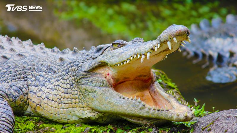 巴布亞紐幾內亞發生鱷魚攻擊動物園員工事件(圖/Shutterstock達志影像)