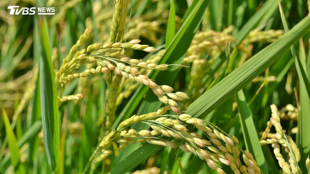 台農71號「益全香米」製成的獻納米較具代表性。(示意圖/Shutterstock達志影像)
