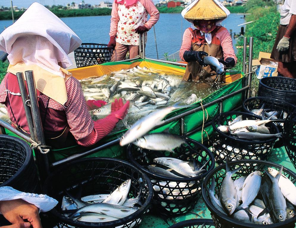 虱目魚在地人從小吃到大的日常滋味。（圖／翻攝自彌陀區公所官網）