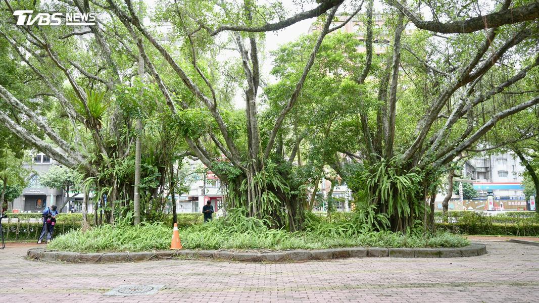 張俊傑剪斷的電子手鐶棄置在三棵樹的某一處。(圖/華子琛攝)
