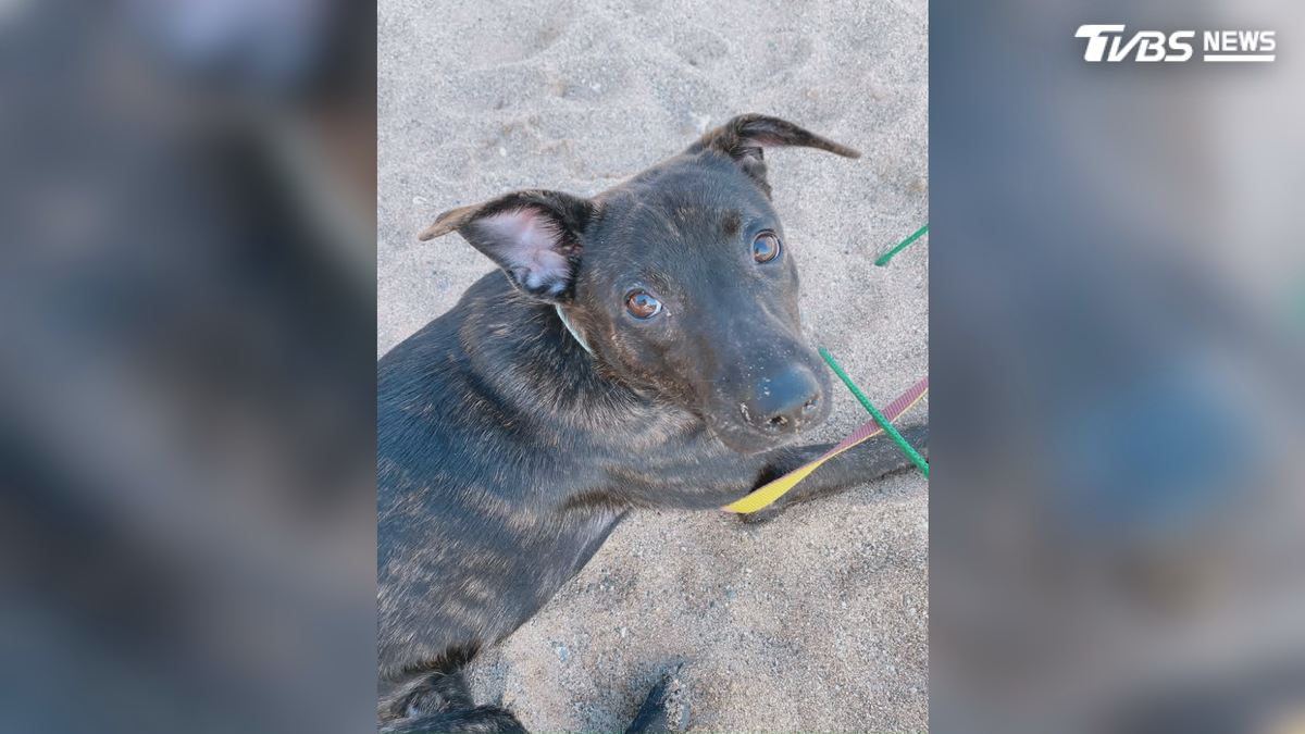 散步吃草竟吐血亡! 5歲愛犬2週不治