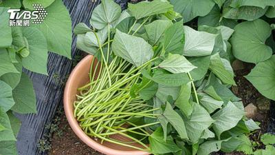 高麗菜纖維竟墊底!營養師揭小吃攤神級青菜 纖維多整整3倍