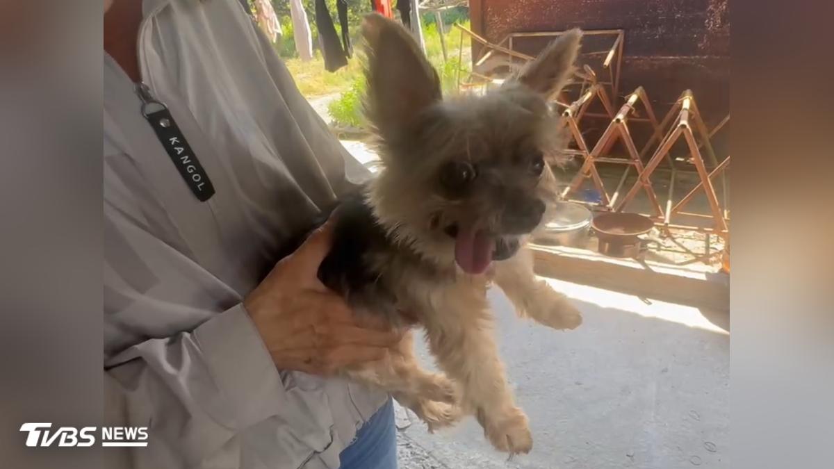 女護理師遭2度輾撞慘死! 愛犬也知「主人走了」常哀嚎思主