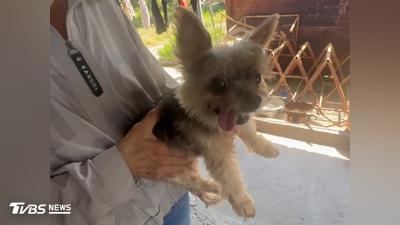 女護理師遭2度輾撞慘死! 愛犬也知「主人走了」常哀嚎思主