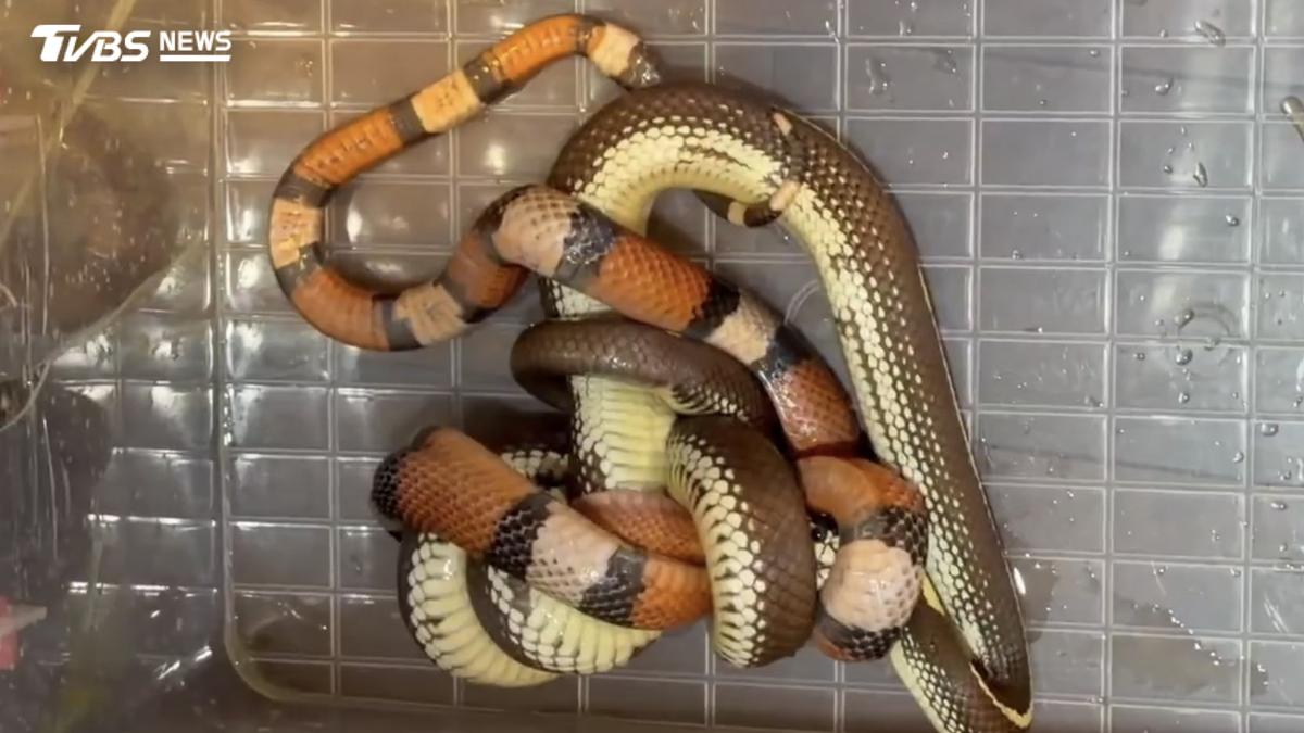 大蛇「活吞」小蛇!寵物蛇併籠釀悲劇 飼主眼睜睜看愛蛇沒了