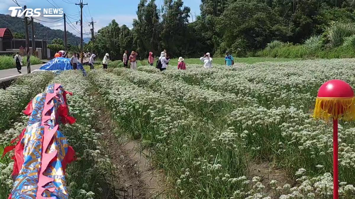 桃園大溪「九月雪」韭菜花田盛開 民眾搶拍