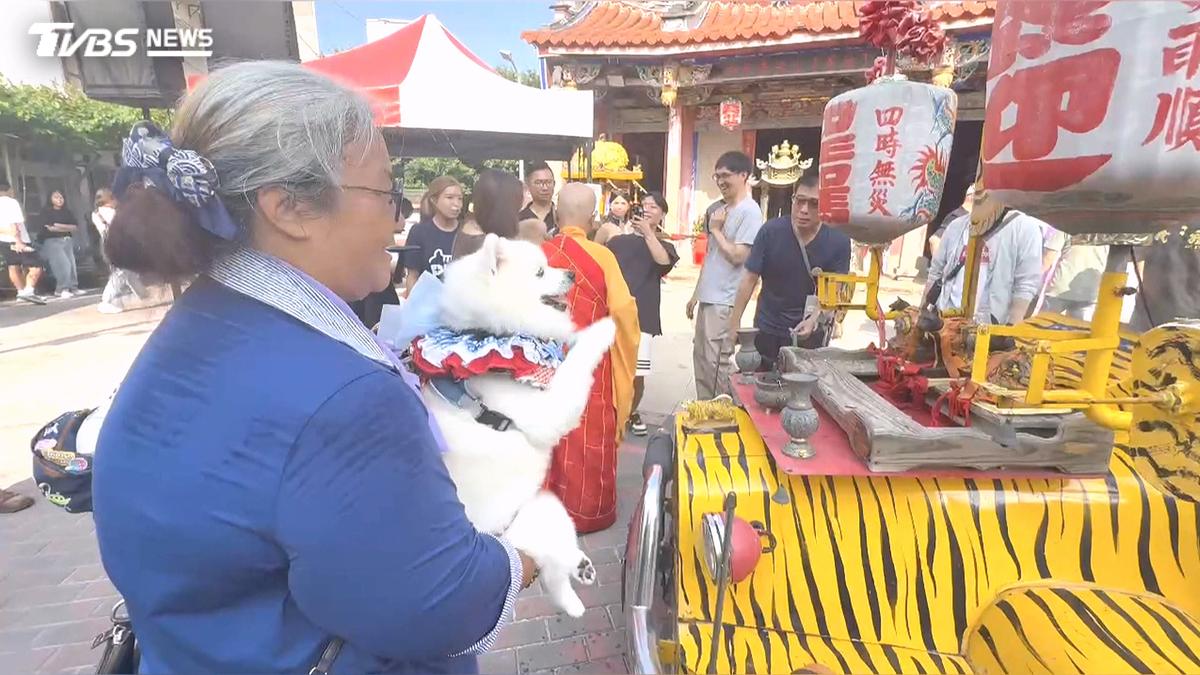 義犬將軍遶境 香燈腳毛孩「雙手合十」拜拜 萌爆全場
