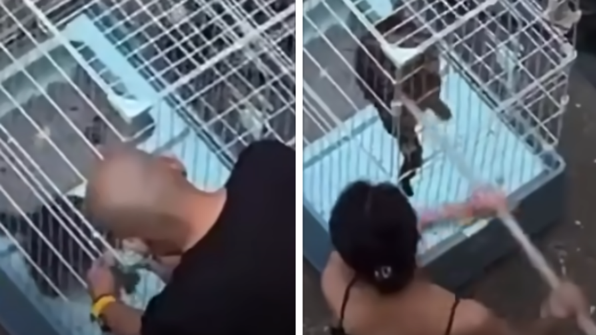 痛心畫面曝!新竹男女狠心虐貓「鎖鐵籠木棍猛戳」 網友拳頭硬了