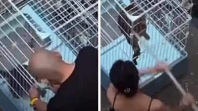 痛心畫面曝!新竹男女狠心虐貓「鎖鐵籠木棍猛戳」 網友拳頭硬了
