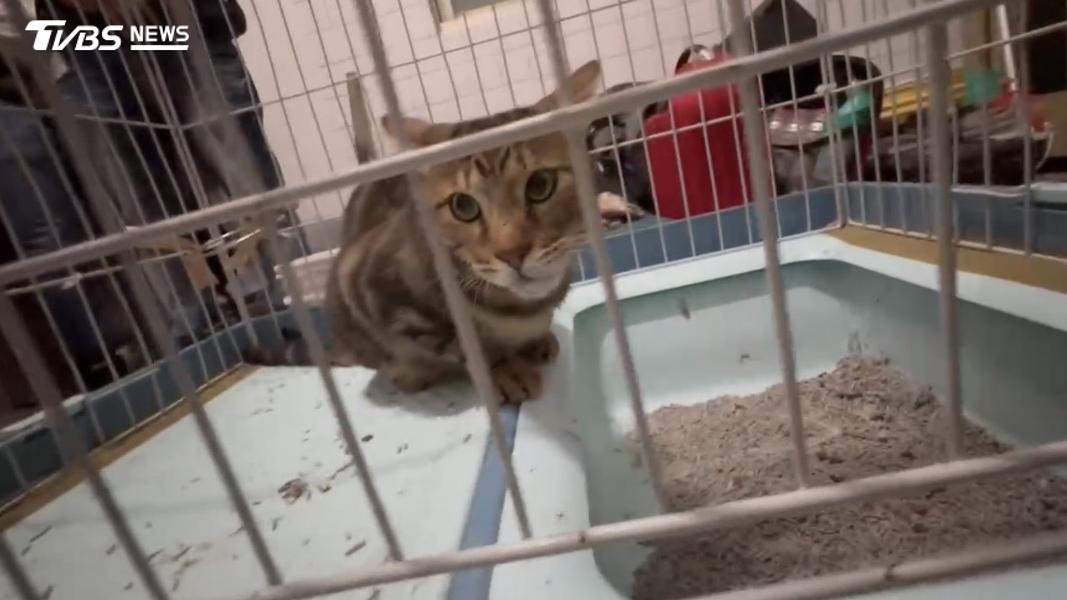 虐貓-動物-動保法-新竹-貓咪-虐待動物-流浪動物