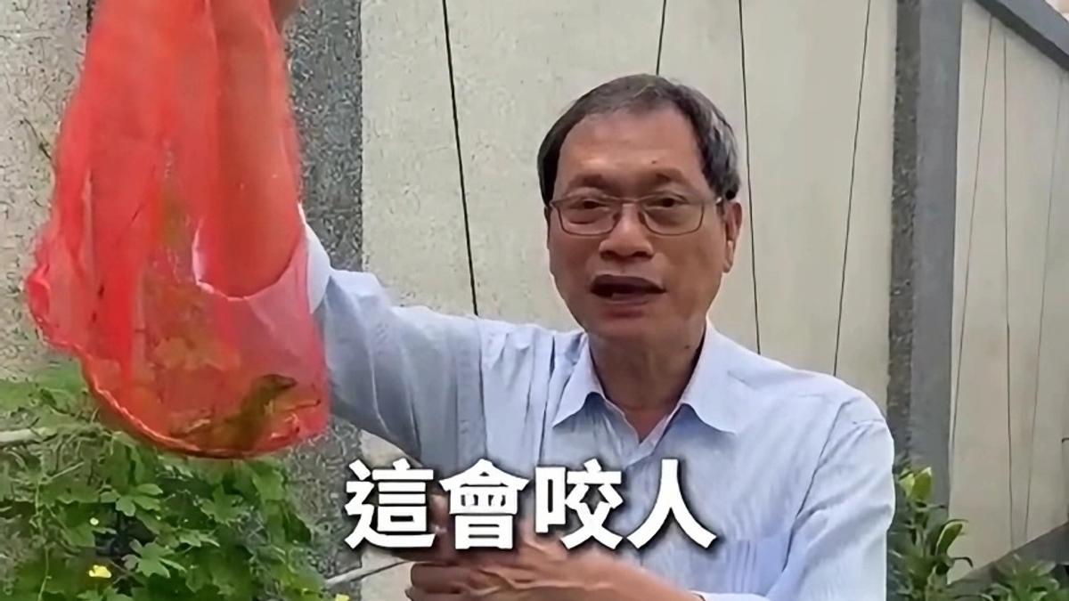 綠鬣蜥大軍入侵東港!立委家也遭殃 「徒手活捉」畫面曝光