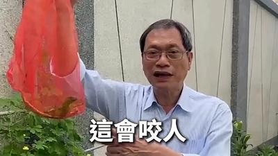 綠鬣蜥大軍入侵東港!立委家也遭殃 「徒手活捉」畫面曝光