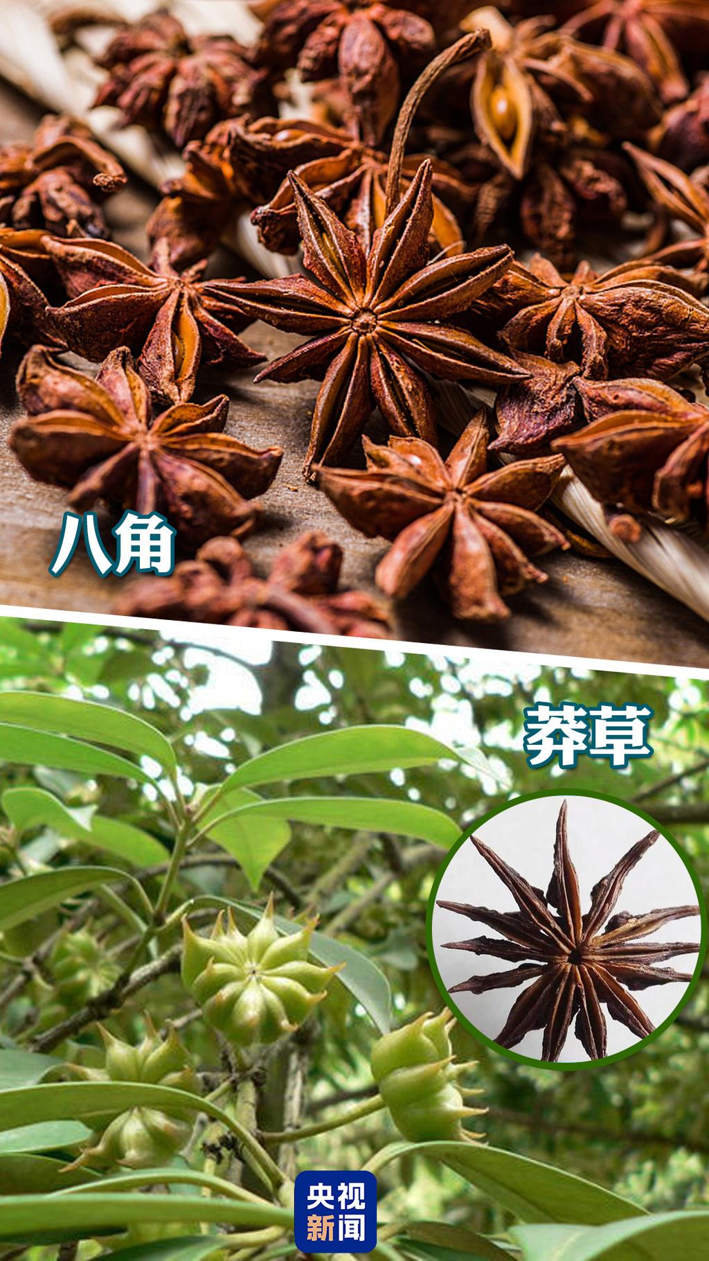 莽草-八角-莽草八角-假八角-八角有毒嗎-如何分辨真八角與假八角-莽草毒-誤食莽草症狀-13角-吃八角中毒