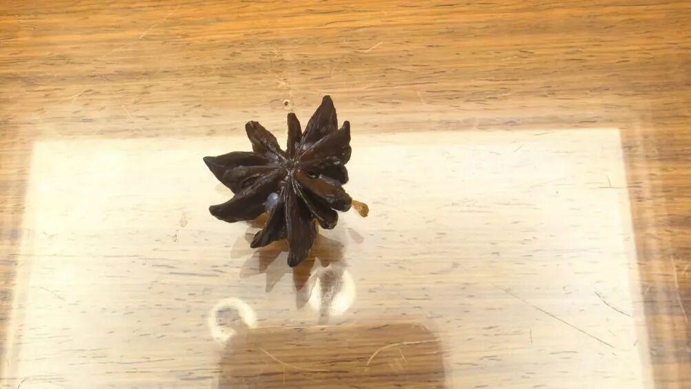 莽草-八角-莽草八角-假八角-八角有毒嗎-如何分辨真八角與假八角-莽草毒-誤食莽草症狀-13角-吃八角中毒