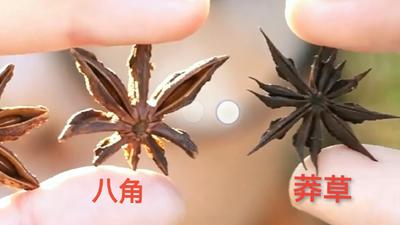 燉紅燒牛肉加八角!孩一數驚見「13角」 媽嚇壞:吃到劇毒