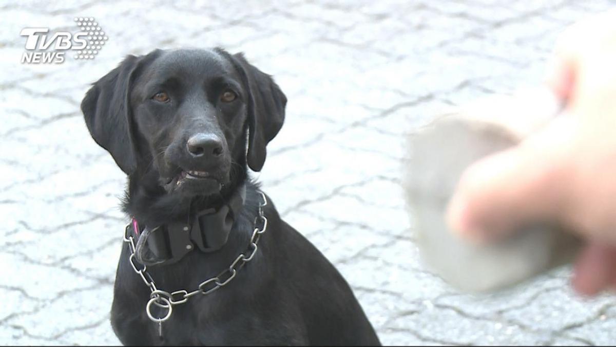停車糾紛爆口角!家中愛犬護主「奪門而出」咬鄰居 夫婦挨告