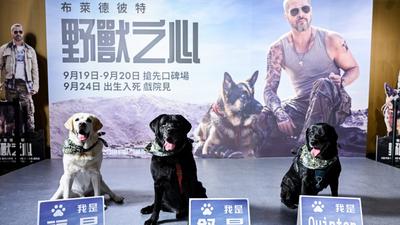 退役工作犬現身力挺小布《野獸之心》!全台唯一血跡犬福星、世衛維安英雄 Quinton驚喜亮相