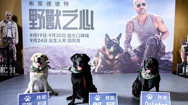 警犬福星、舒曼及Quinton曾在刑案偵蒐、緝毒、偵爆及大型活動維安等任務中為人類付出,昨現身《野獸之心》首映會,成為現場吸睛焦點。(圖/UIP提供)