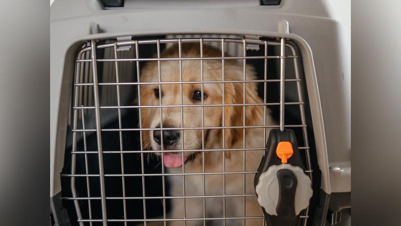 屏東男不滿遭到鄰居飼養的犬隻吠叫,竟持掃刀將其砍死。(示意圖/Shutterstock達志影像)