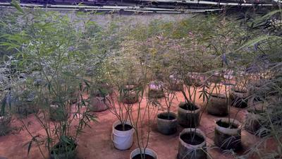 父子白沙灣種大麻2年!僱3逃逸移工輪班 落網竟喊:生意不好