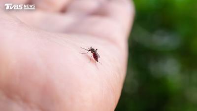 半夜被蚊子「嗡嗡聲」吵醒超崩潰!日專家教1招提高擊殺率