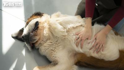 人妻性侵家中愛犬!房內脫衣「緊黏狗屁股」 美尪見監視器傻眼