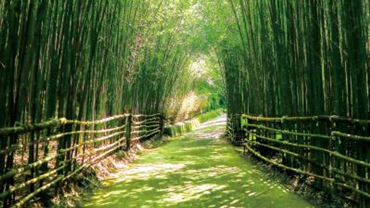 中秋出遊苗栗竹林秘境爆紅!「台版嵐山」神還原 一秒置身京都