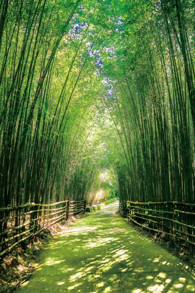 竹林隧道。(圖/苗栗文化觀光旅遊網)