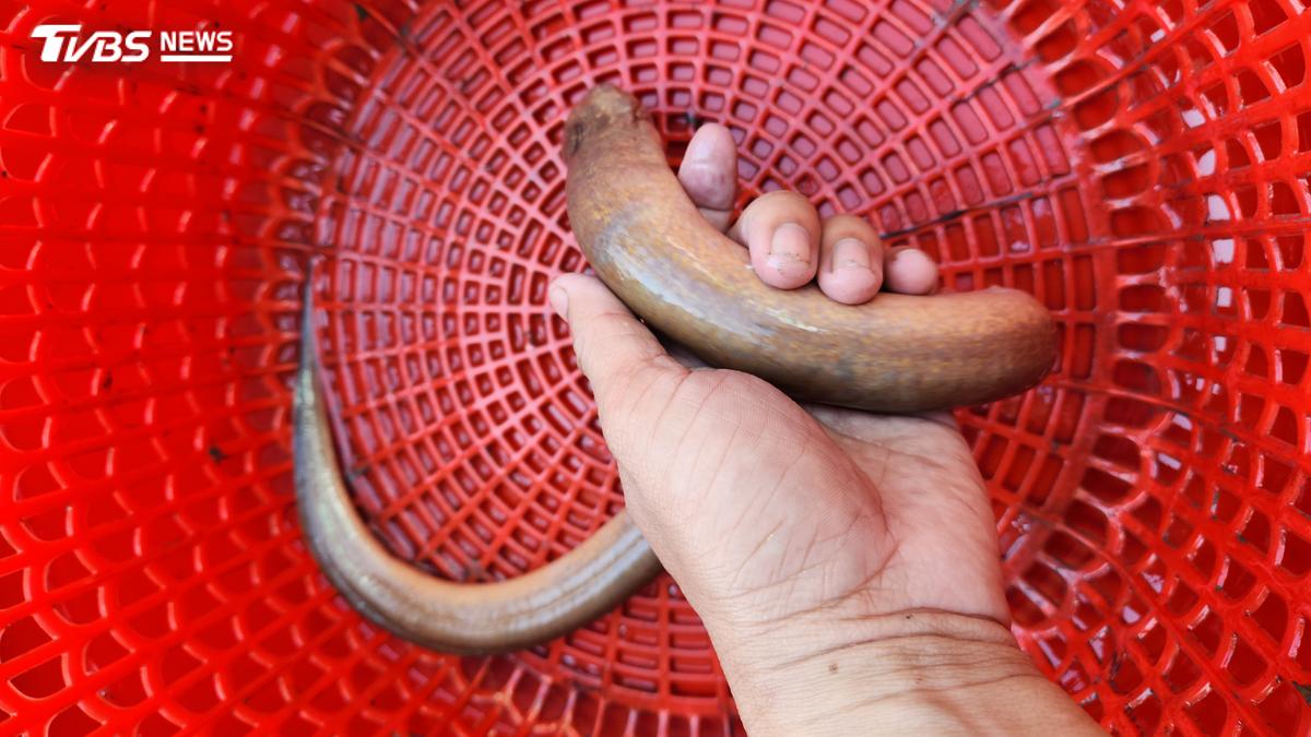 拿55cm活鱔魚塞後門!陸男腹痛10hrs 遭猛鑽「一路咬」腸爛光