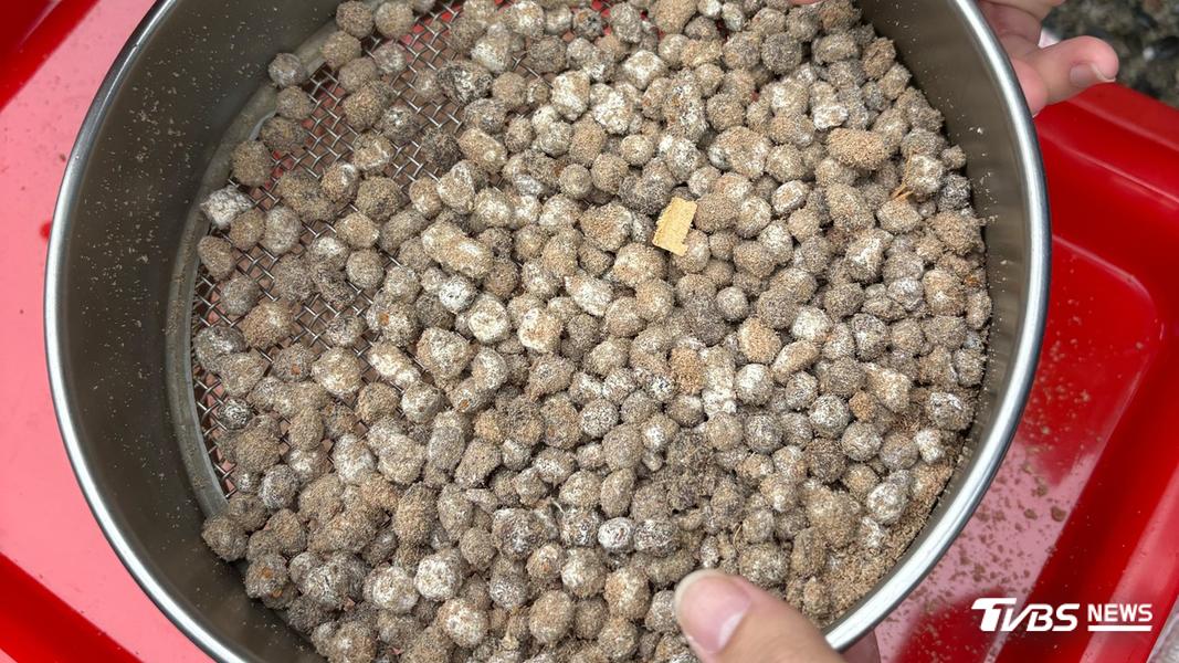 宜蘭大學研發不同配方,包裹種子和幼苗,用無人機空投到懸崖或邊坡地。(圖/TVBS)