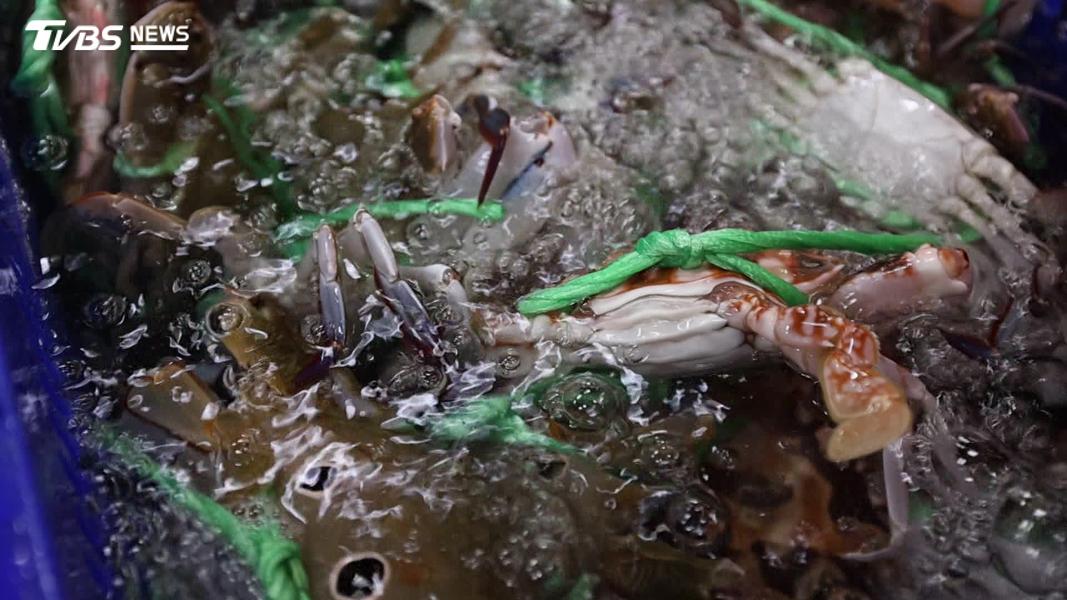 海洋版「搬家潮」來了,氣候變遷迫使魚蟹北移。(圖/TVBS)