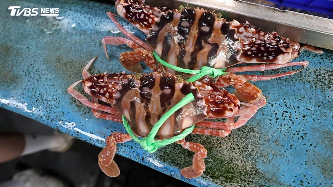 螃蟹越來越難抓?海溫升高逼海洋生物往北遷。(圖/TVBS)