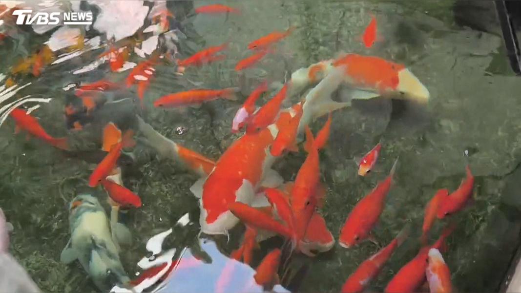 男倒「水晶寶寶」入魚池!20條錦鯉搶食慘死 法官重判結果曝(圖/TVBS)