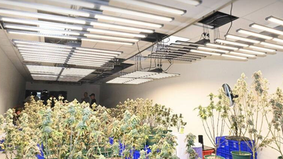 透天厝變身大麻農場!男租屋種毒品市值逾2千萬遭起訴